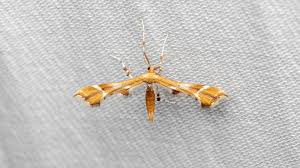 Attēlu rezultāti vaicājumam “Cnaemidophorus rhododactyla”