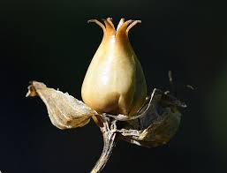 Attēlu rezultāti vaicājumam “Silene chalcedonica fruit”