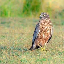 Attēlu rezultāti vaicājumam “Circus aeruginosus”