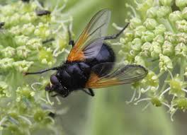 Attēlu rezultāti vaicājumam “Mesembrina meridiana”