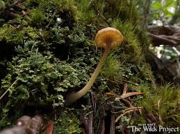 Attēlu rezultāti vaicājumam “Lichenomphalia umbellifera”