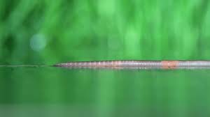 Attēlu rezultāti vaicājumam “Lumbricidae”