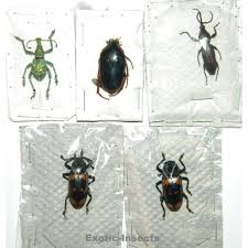 Attēlu rezultāti vaicājumam “Coleoptera”