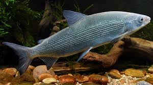 Image result for Coregonus lavaretus