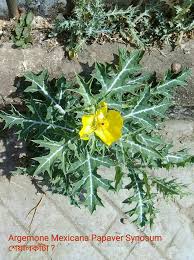 Attēlu rezultāti vaicājumam “Papaver argemone leaf”