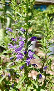 Image result for Dracocephalum moldavicum