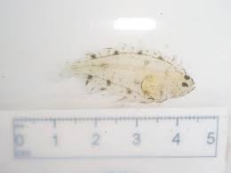 Image result for Hippoglossoides platessoides