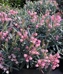 Attēlu rezultāti vaicājumam “Andromeda polifolia bud”