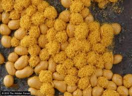 Attēlu rezultāti vaicājumam “Oligonema favogineum spores”