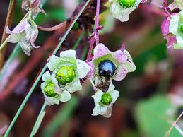 Attēlu rezultāti vaicājumam “Silene baccifera leaf”