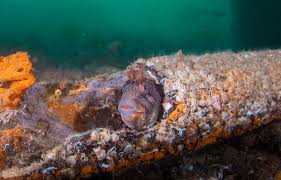 Image result for Southampton University Sub-Aqua Club