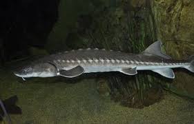 Image result for Acipenser