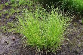 Attēlu rezultāti vaicājumam “Carex remota fruit”