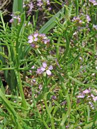 Attēlu rezultāti vaicājumam “Cakile maritima subsp. baltica flower”
