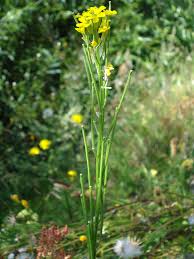 Attēlu rezultāti vaicājumam “Erysimum hieracifolium”