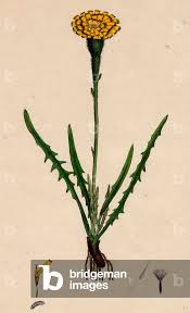 Attēlu rezultāti vaicājumam “Leontodon autumnalis”