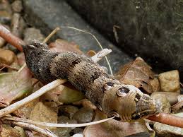 Attēlu rezultāti vaicājumam “Deilephila elpenor”