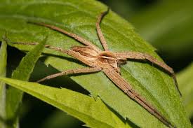 Attēlu rezultāti vaicājumam “Pisaura mirabilis”