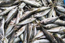 Image result for Trachurus trachurus