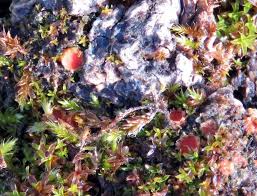 Attēlu rezultāti vaicājumam “Lamprospora tortulae-ruralis”