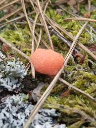 Attēlu rezultāti vaicājumam “Tubifera montana”