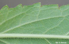 Attēlu rezultāti vaicājumam “Stachys palustris leaf”