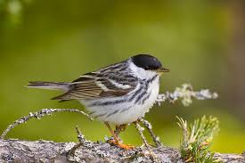 Image result for Dendroica striata