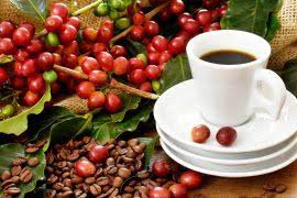 Attēlu rezultāti vaicājumam “Scapania lingulata”