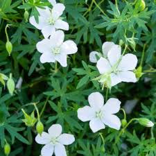 Attēlu rezultāti vaicājumam “Geranium sanguineum leaf”