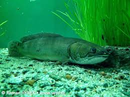 Image result for Amia calva