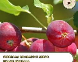 Attēlu rezultāti vaicājumam “Malus baccata fruit”