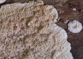 Attēlu rezultāti vaicājumam “Phlebia rufa”