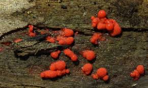 Attēlu rezultāti vaicājumam “Lycogala botrydium”