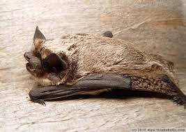 Attēlu rezultāti vaicājumam “Vespertilio murinus”