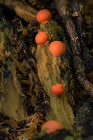 Attēlu rezultāti vaicājumam “Liceaceae”