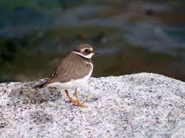 Attēlu rezultāti vaicājumam “Charadrius hiaticula adult”