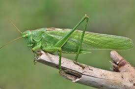 Attēlu rezultāti vaicājumam “Tettigonia viridissima”