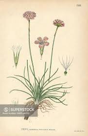 Attēlu rezultāti vaicājumam “Armeria vulgaris”