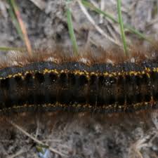 Attēlu rezultāti vaicājumam “Euthrix potatoria larva”