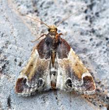 Attēlu rezultāti vaicājumam “Pyralis farinalis”