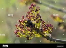 Attēlu rezultāti vaicājumam “Fraxinus excelsior flower”