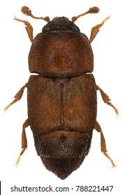 Attēlu rezultāti vaicājumam “Nitidulidae”