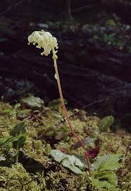 Attēlu rezultāti vaicājumam “Orthilia secunda flower”