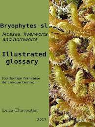 Attēlu rezultāti vaicājumam “Saelania glaucescens sporophyte”