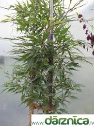 Attēlu rezultāti vaicājumam “Fagus sylvatica fo. laciniata”