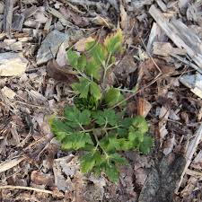 Attēlu rezultāti vaicājumam “Diderma roanense stalked”