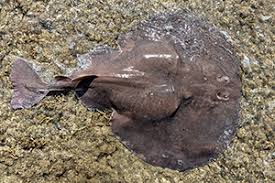 Image result for Tetronarce nobiliana