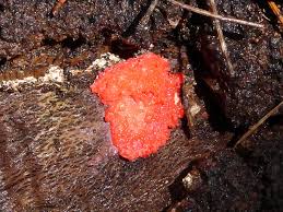 Attēlu rezultāti vaicājumam “Tubifera ferruginosa (subsp. ferruginosa) sessile”