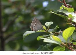Attēlu rezultāti vaicājumam “Favonius quercus underside”