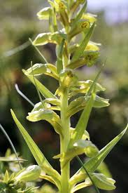 Attēlu rezultāti vaicājumam “Coeloglossum viride flower”